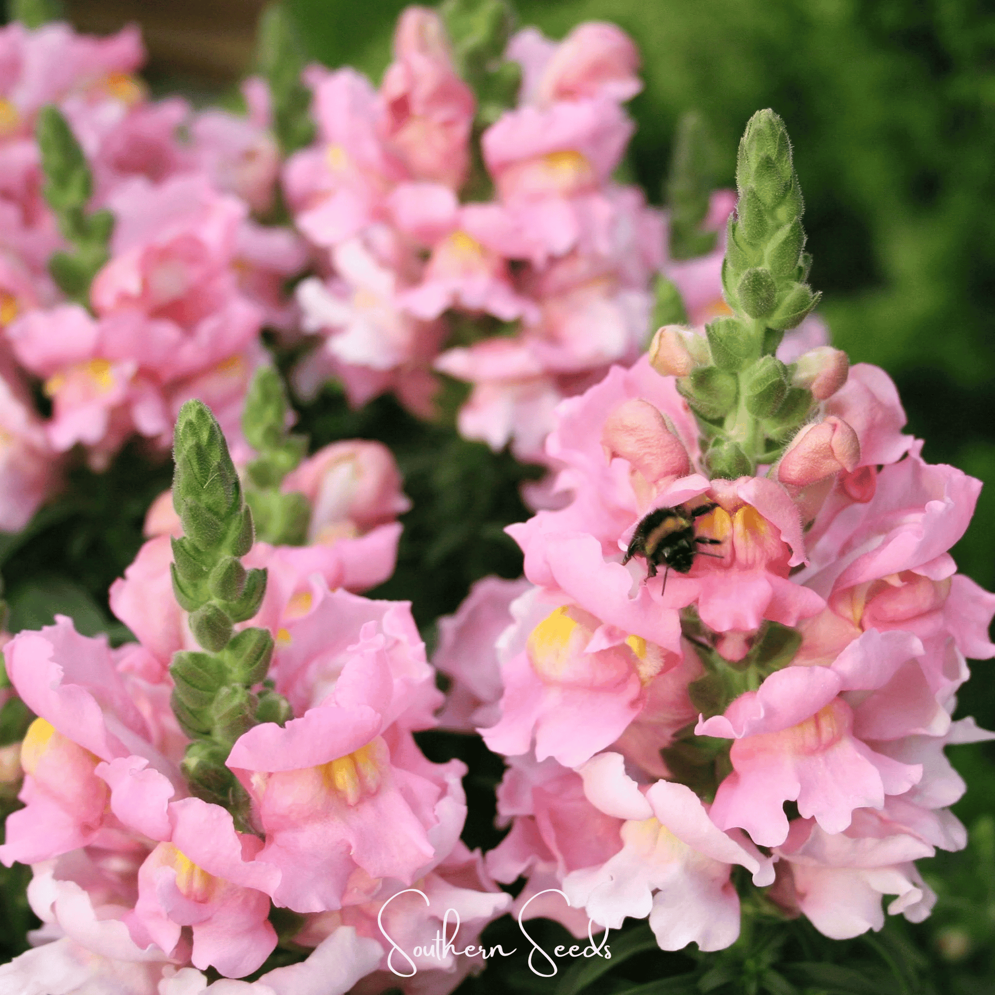 Rose Snapdragon – 200 Seeds - - Seeds