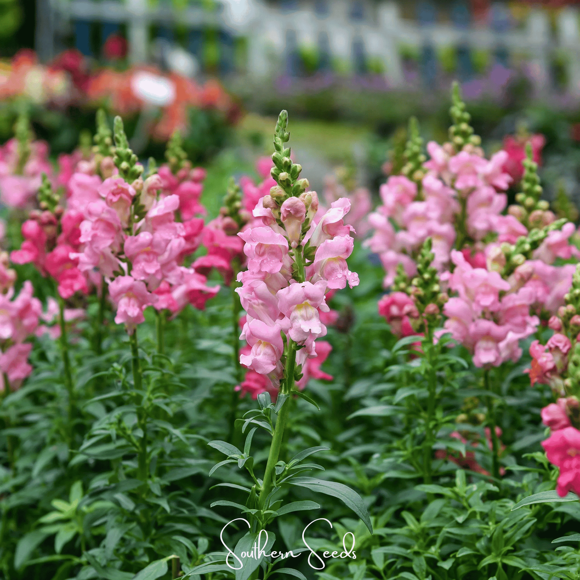 Rose Snapdragon – 200 Seeds - - Seeds