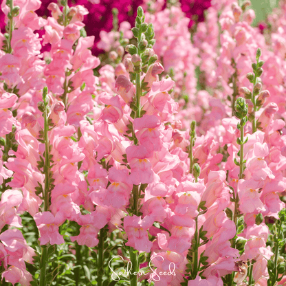Rose Snapdragon – 200 Seeds - - Seeds