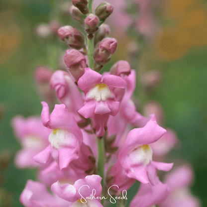 Rose Snapdragon – 200 Seeds - - Seeds