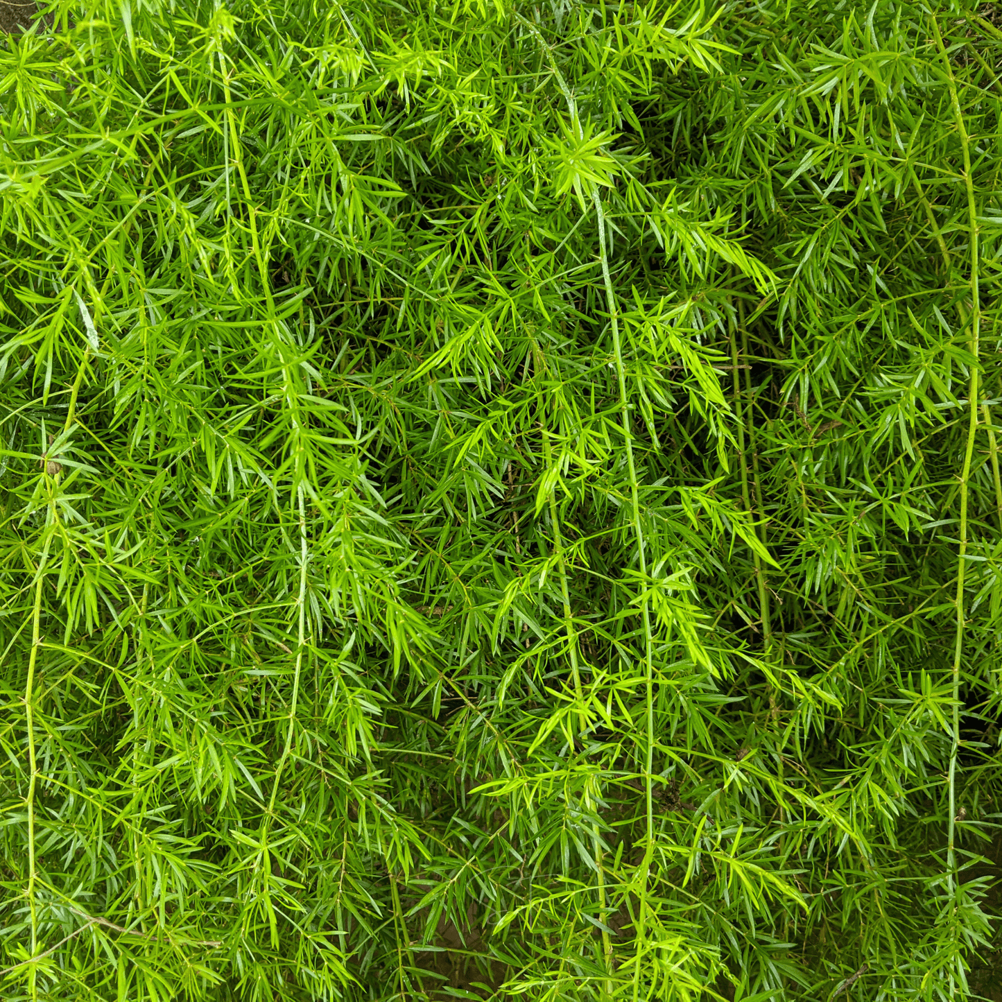 Sprengeri Asparagus Fern – 15 Seeds - - Seeds