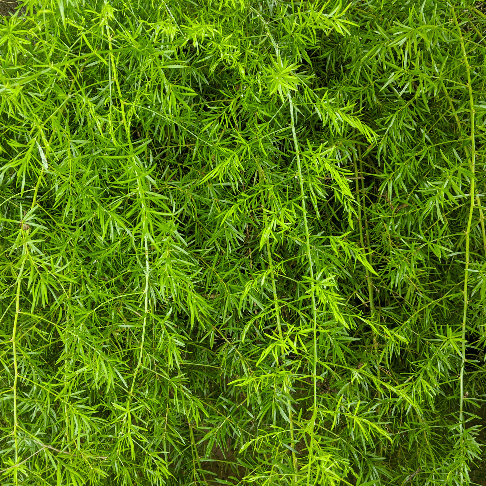 Sprengeri Asparagus Fern – 15 Seeds - - Seeds