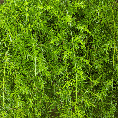 Sprengeri Asparagus Fern – 15 Seeds - - Seeds