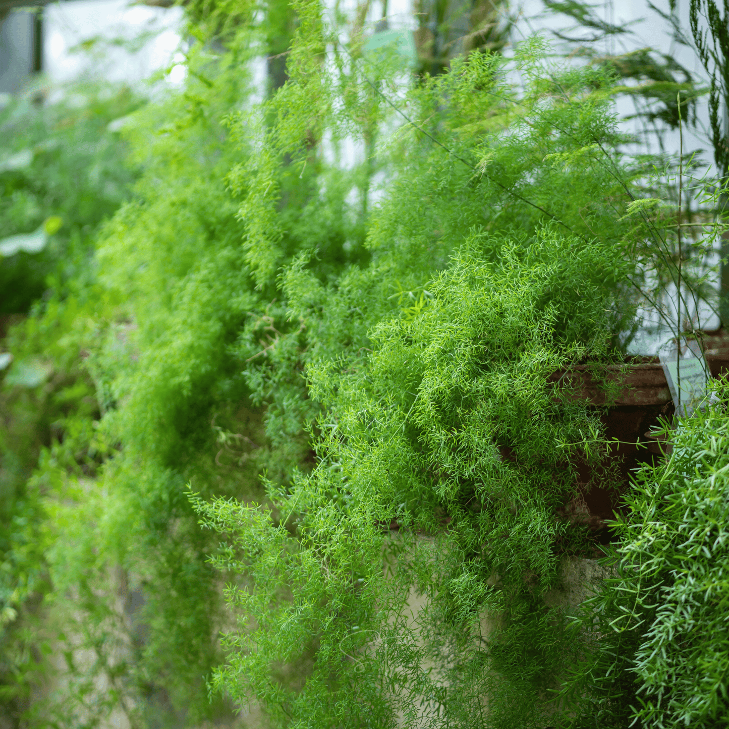 Sprengeri Asparagus Fern – 15 Seeds - - Seeds