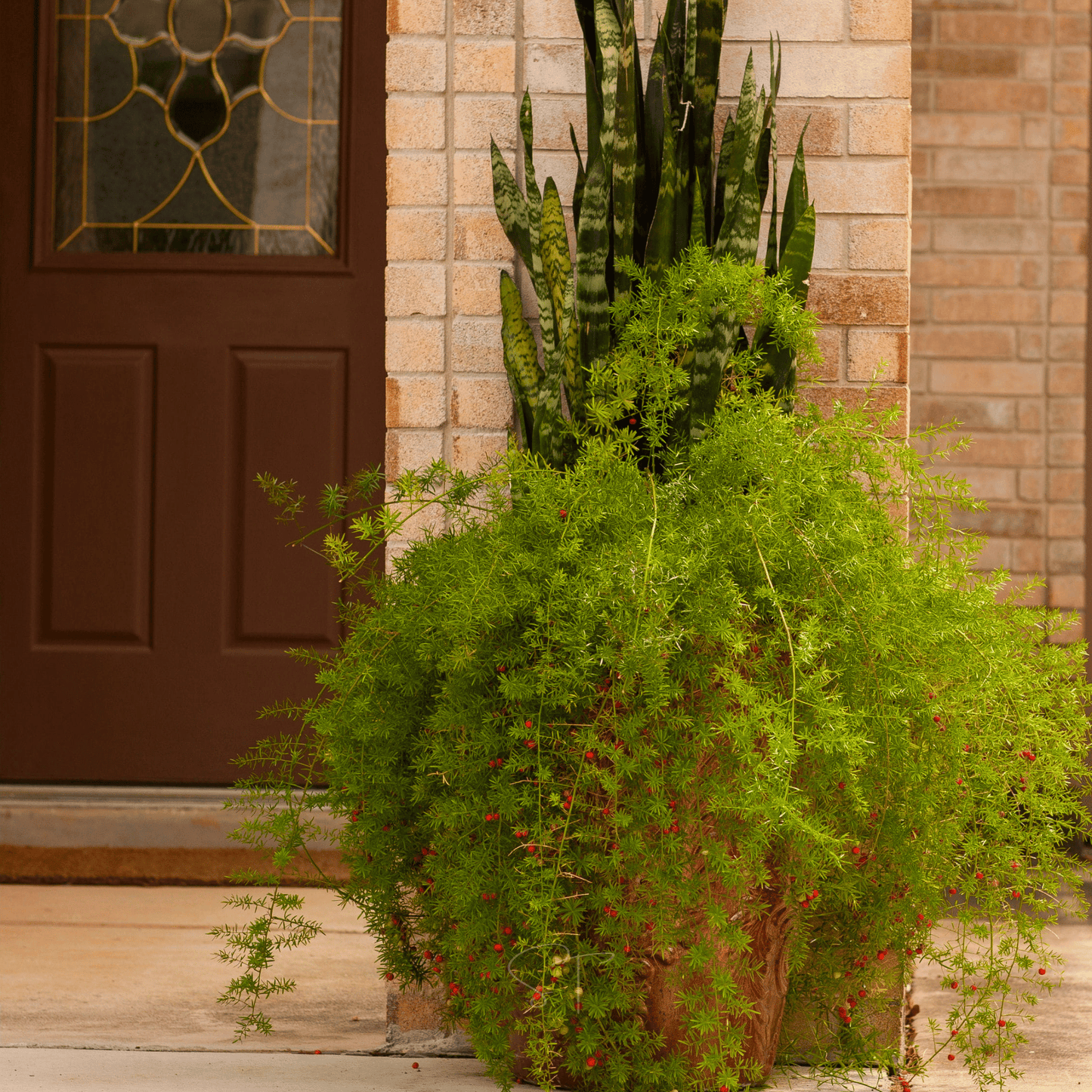 Sprengeri Asparagus Fern – 15 Seeds - - Seeds