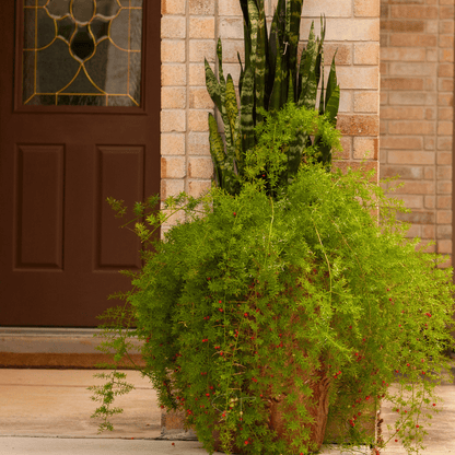 Sprengeri Asparagus Fern – 15 Seeds - - Seeds