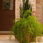Sprengeri Asparagus Fern – 15 Seeds - - Seeds