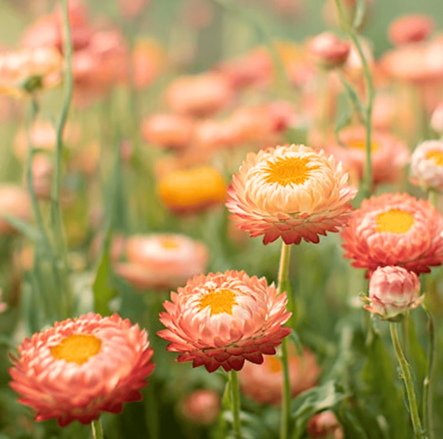 Apricot Peach Strawflower – 25 Seeds - - Seeds