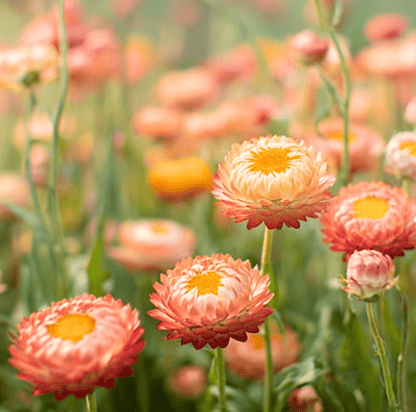 Apricot Peach Strawflower – 25 Seeds - - Seeds