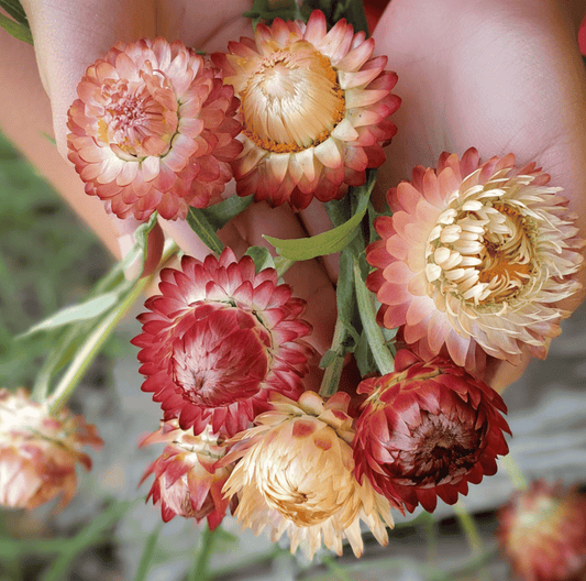 Apricot Peach Strawflower – 25 Seeds - - Seeds
