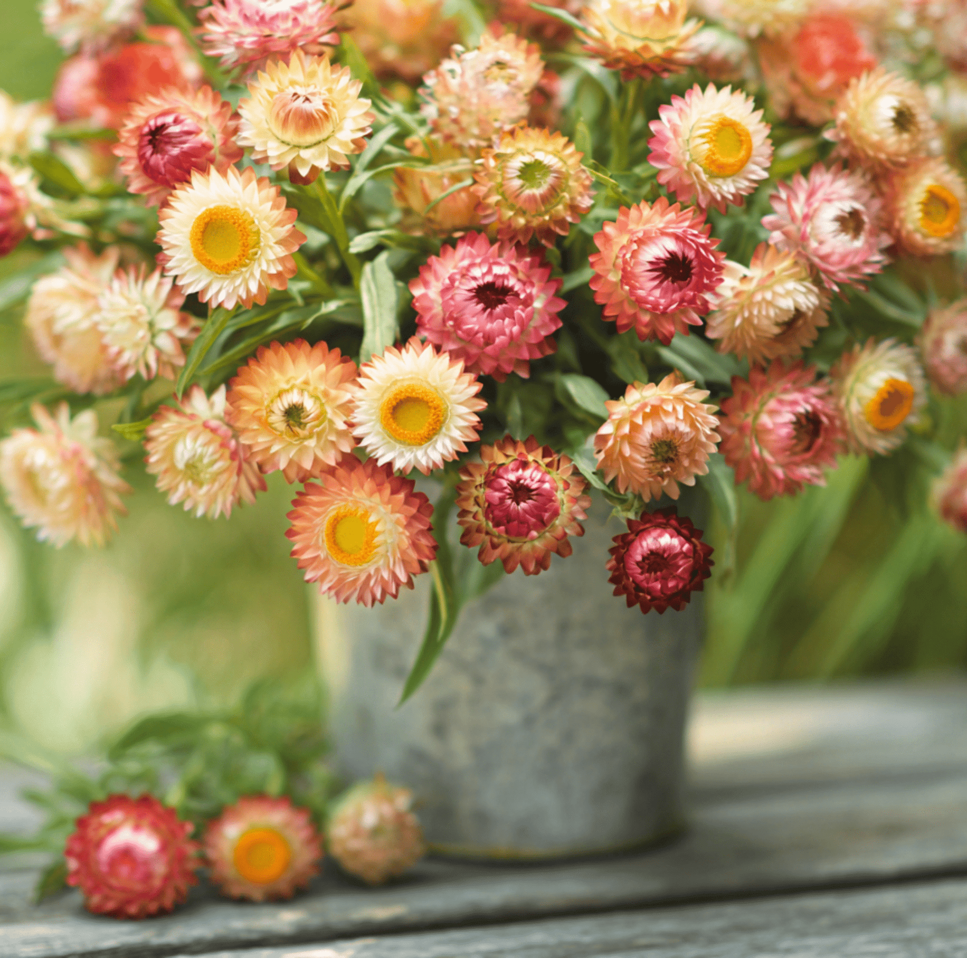 Apricot Peach Strawflower – 25 Seeds - - Seeds