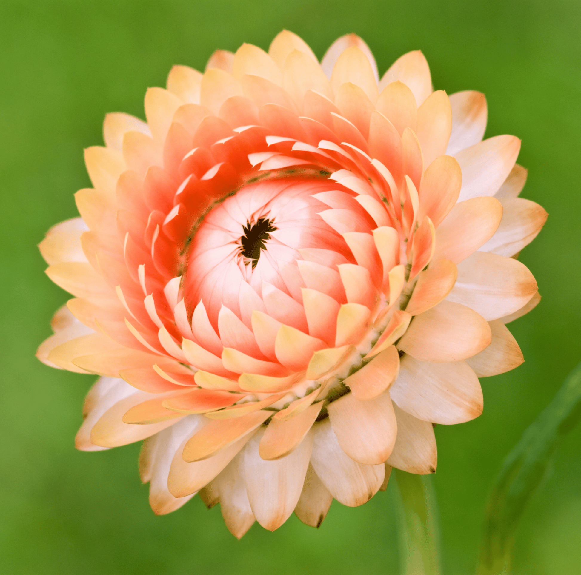 Apricot Peach Strawflower – 25 Seeds - - Seeds