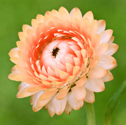 Apricot Peach Strawflower – 25 Seeds - - Seeds