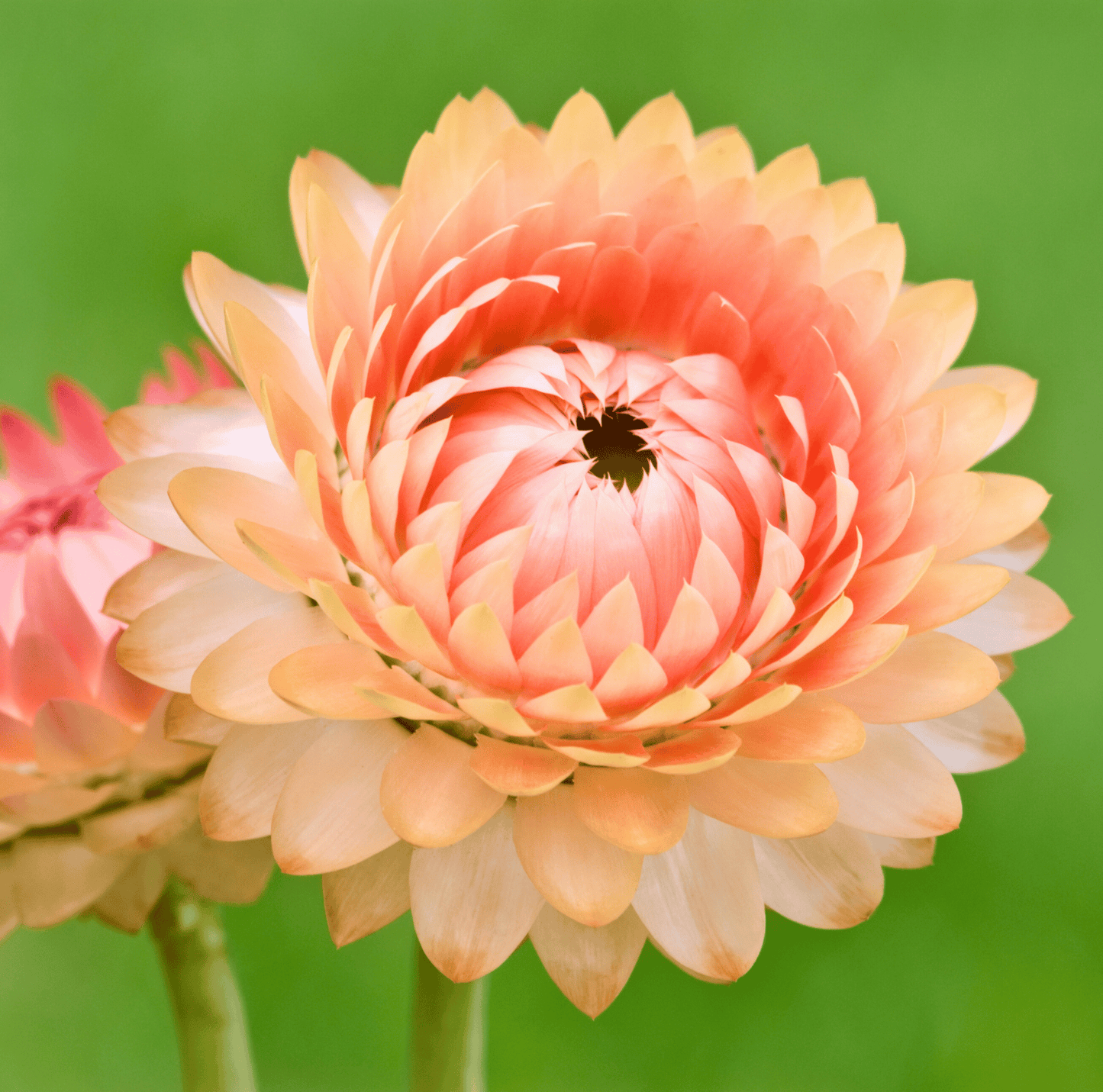 Apricot Peach Strawflower – 25 Seeds - - Seeds