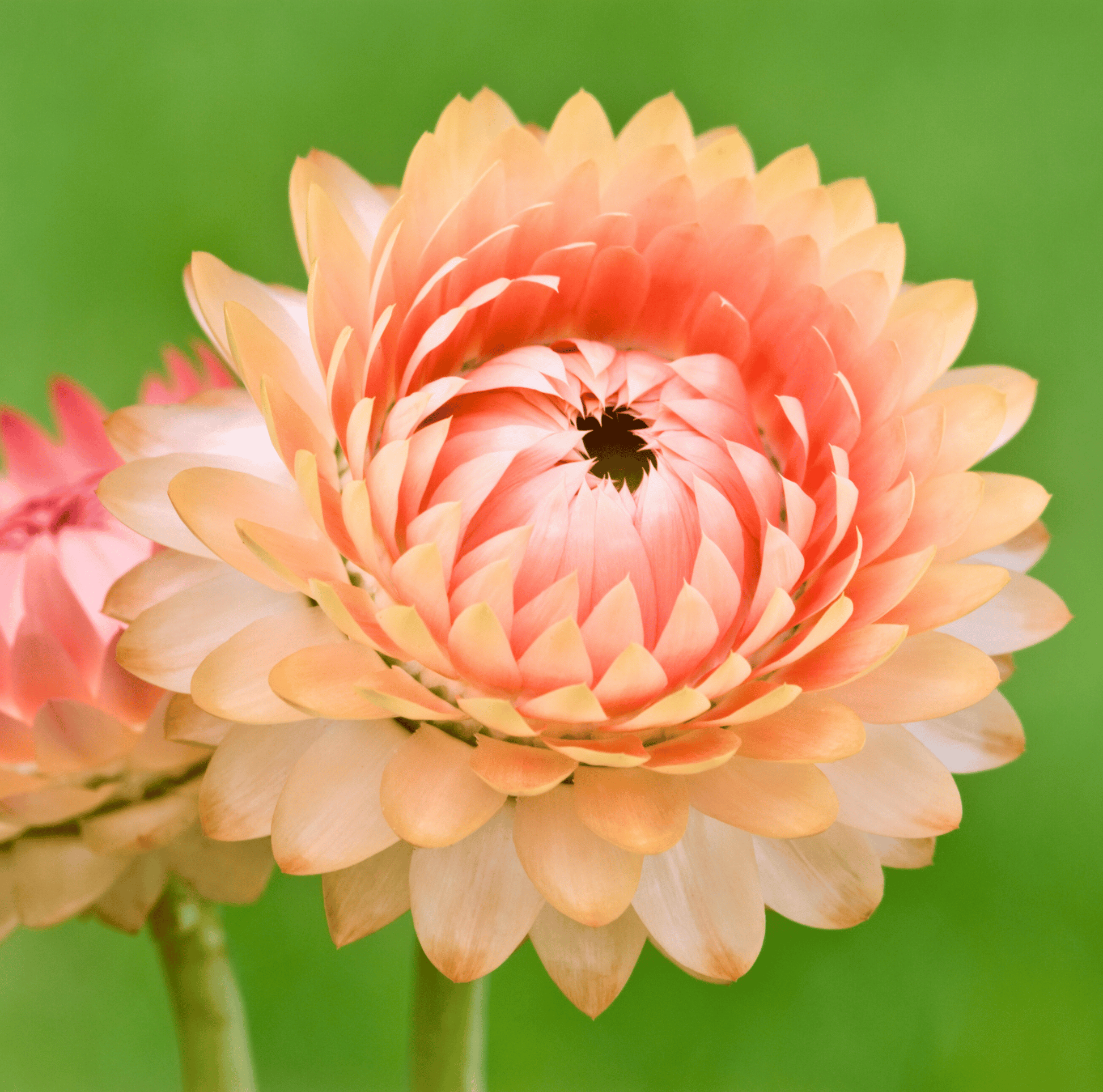 Apricot Peach Strawflower – 25 Seeds - - Seeds