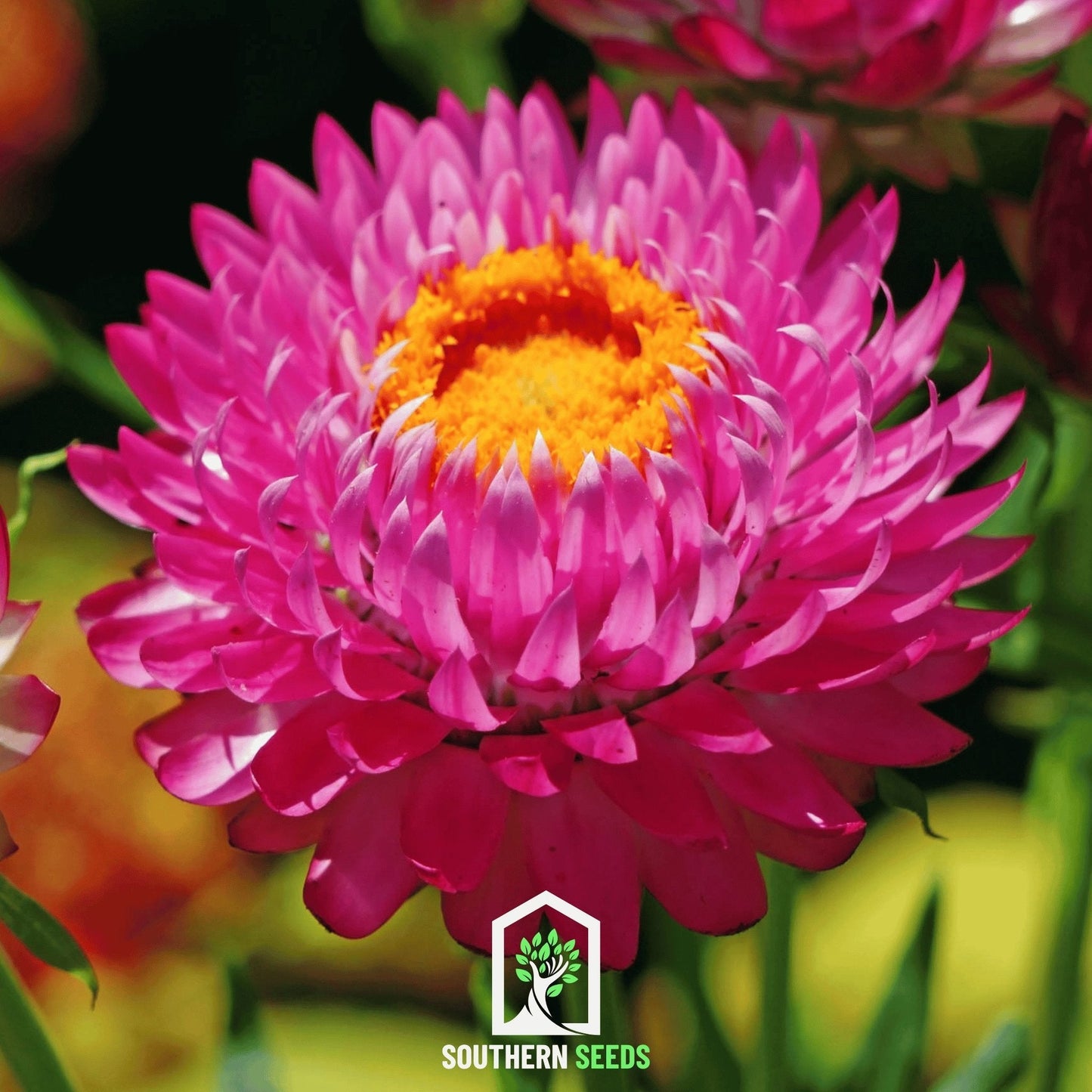 Purple-Red Strawflower – 100 Seeds - - Seeds