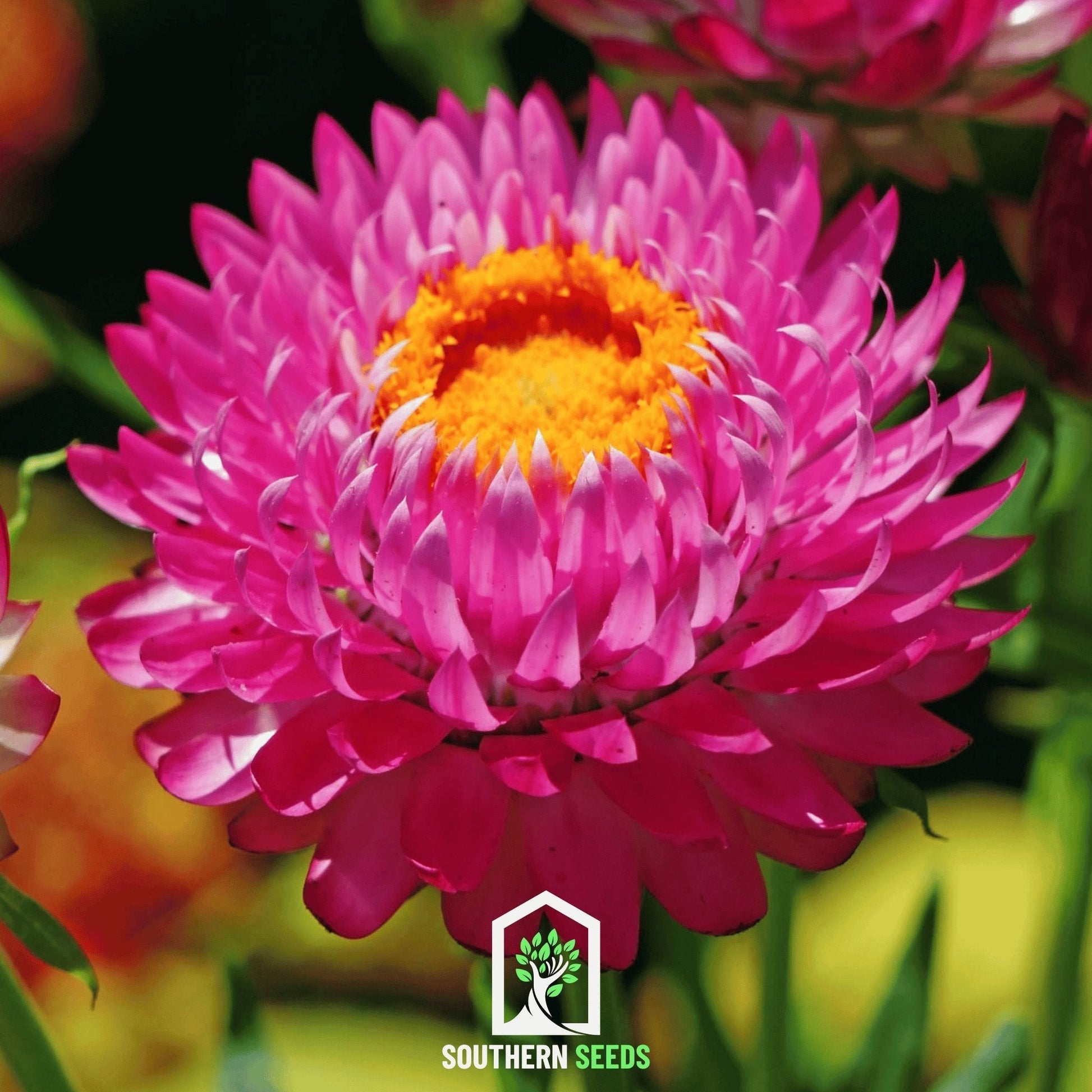 Purple-Red Strawflower – 100 Seeds - - Seeds