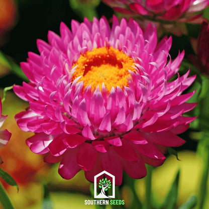 Purple-Red Strawflower – 100 Seeds - - Seeds