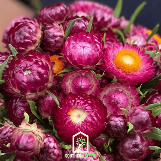 Purple-Red Strawflower – 100 Seeds - - Seeds