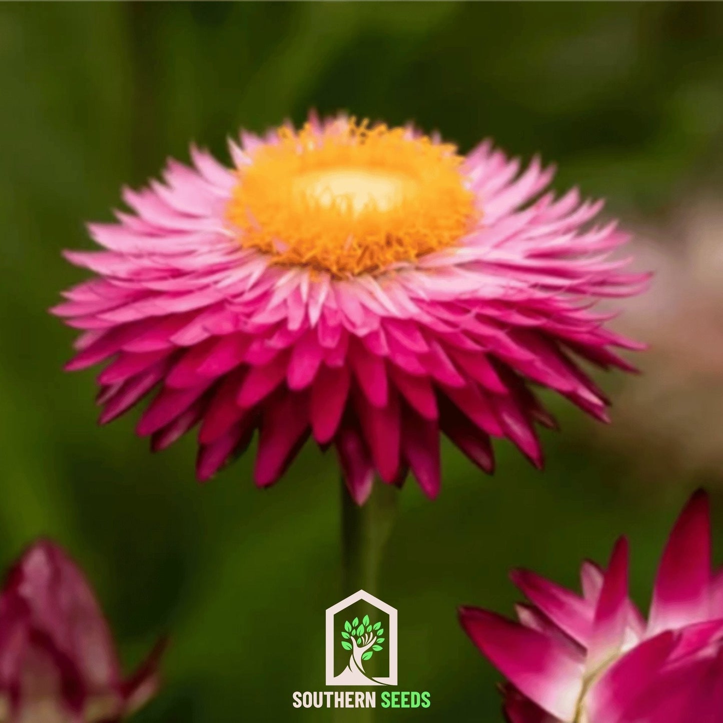 Purple-Red Strawflower – 100 Seeds - - Seeds