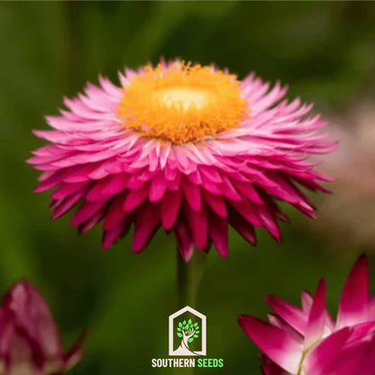 Purple-Red Strawflower – 100 Seeds - - Seeds
