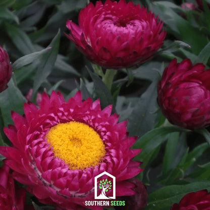 Purple-Red Strawflower – 100 Seeds - - Seeds