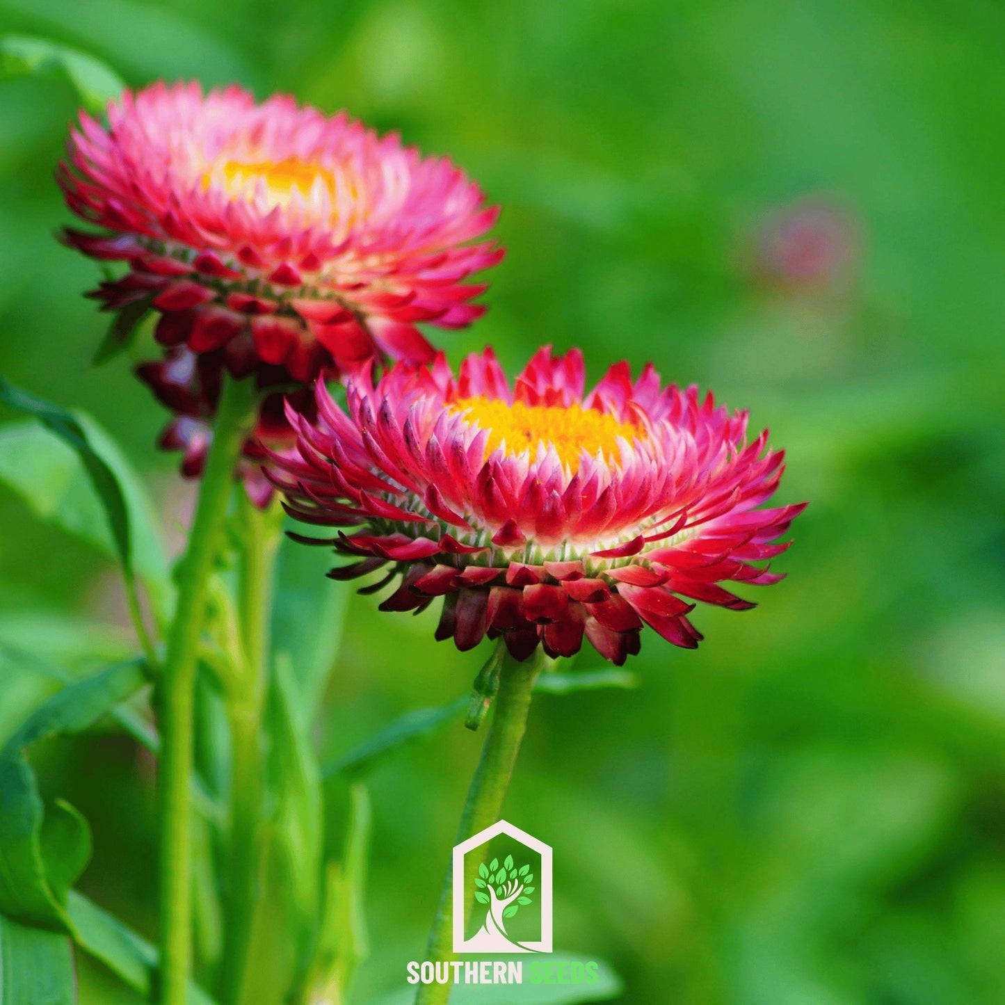 Purple-Red Strawflower – 100 Seeds - - Seeds