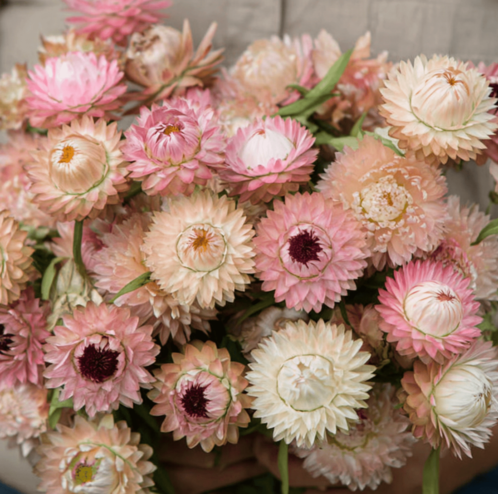 Silver Rose Strawflower – 25 Seeds - - Seeds
