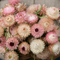 Silver Rose Strawflower – 25 Seeds - - Seeds