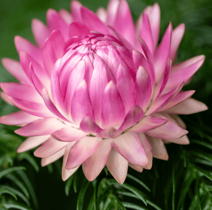 Silver Rose Strawflower – 25 Seeds - - Seeds