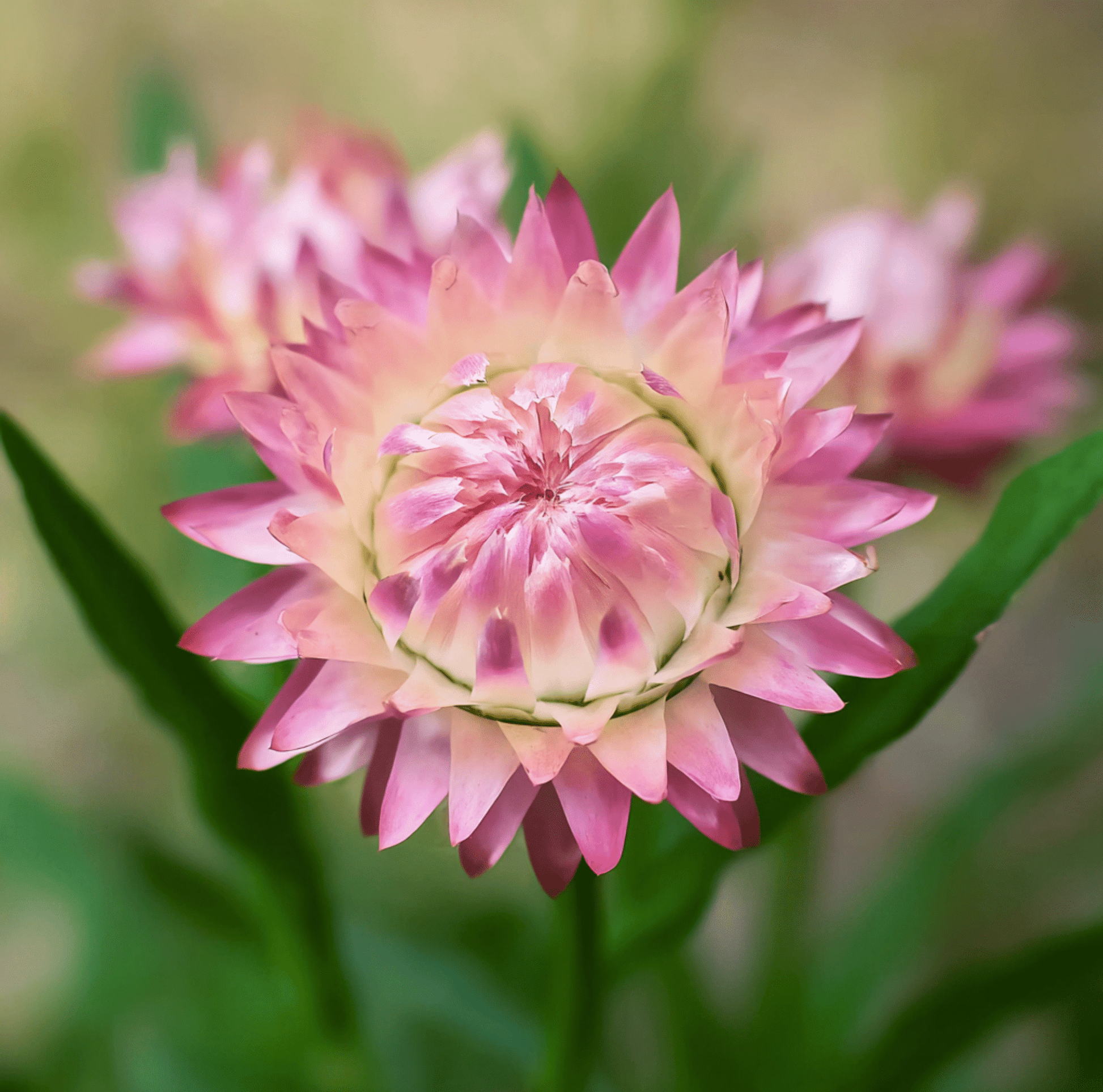 Silver Rose Strawflower – 25 Seeds - - Seeds