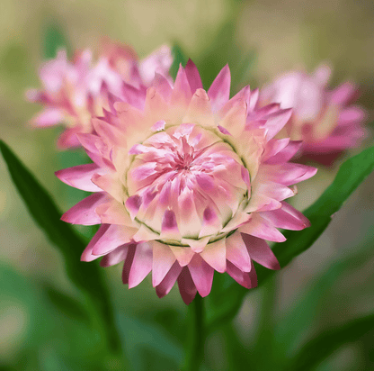 Silver Rose Strawflower – 25 Seeds - - Seeds