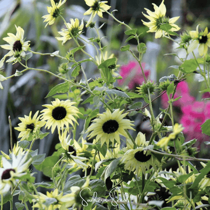 Italian White Sunflower – 25 Seeds - - Seeds