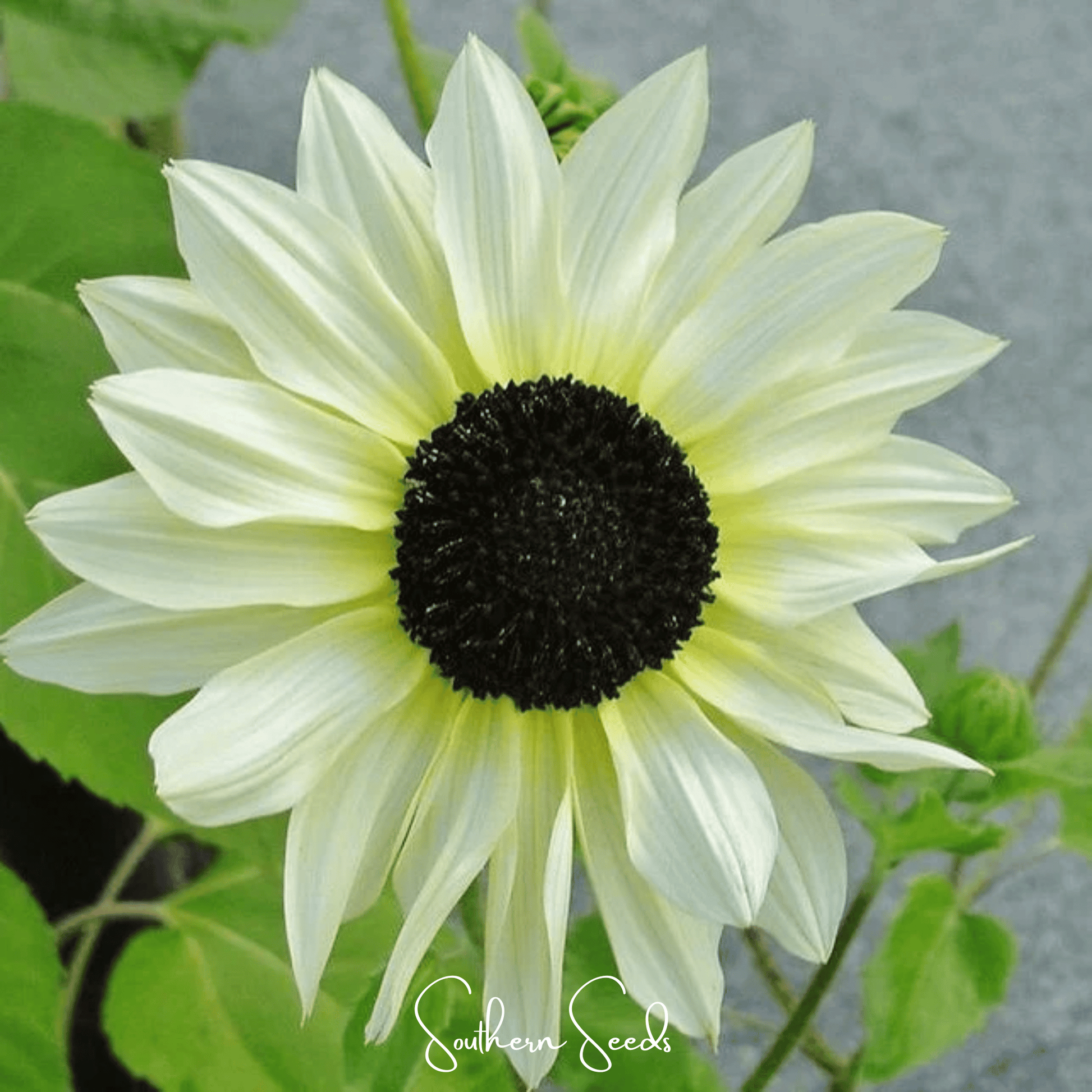 Italian White Sunflower – 25 Seeds - - Seeds