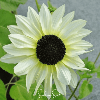 Italian White Sunflower – 25 Seeds - - Seeds