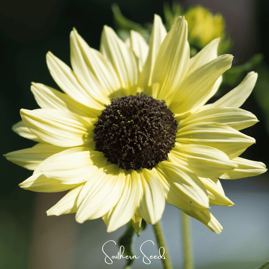 Italian White Sunflower – 25 Seeds - - Seeds