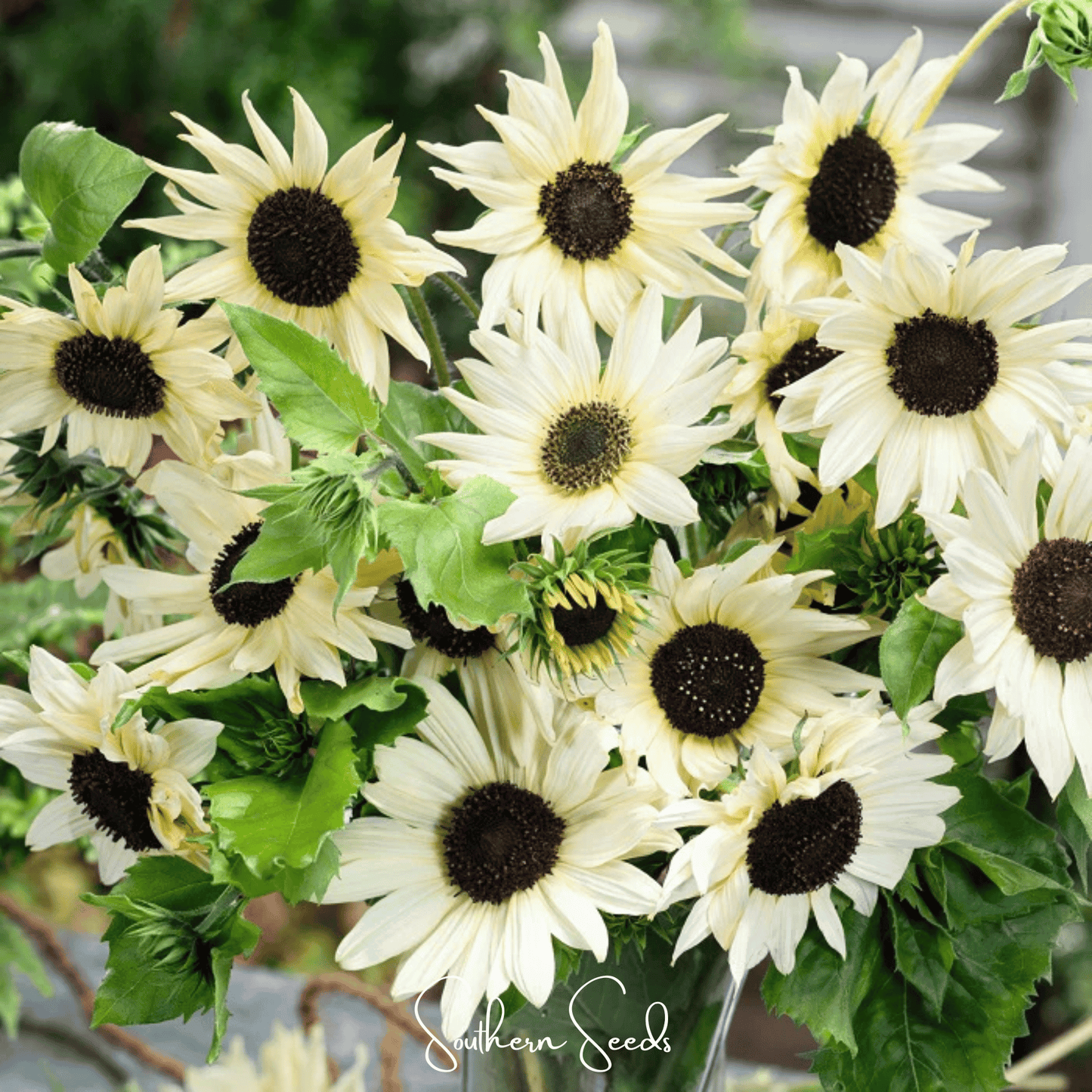 Italian White Sunflower – 25 Seeds - - Seeds