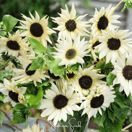 Italian White Sunflower – 25 Seeds - - Seeds