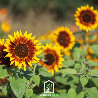 Ring of Fire Sunflower – 25 Seeds - - Seeds