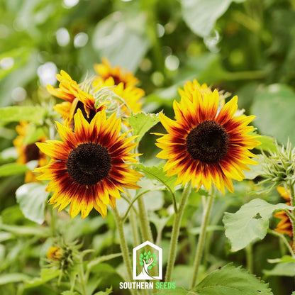 Ring of Fire Sunflower – 25 Seeds - - Seeds