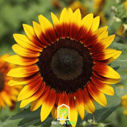 Ring of Fire Sunflower – 25 Seeds - - Seeds