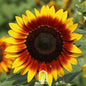 Ring of Fire Sunflower – 25 Seeds - - Seeds