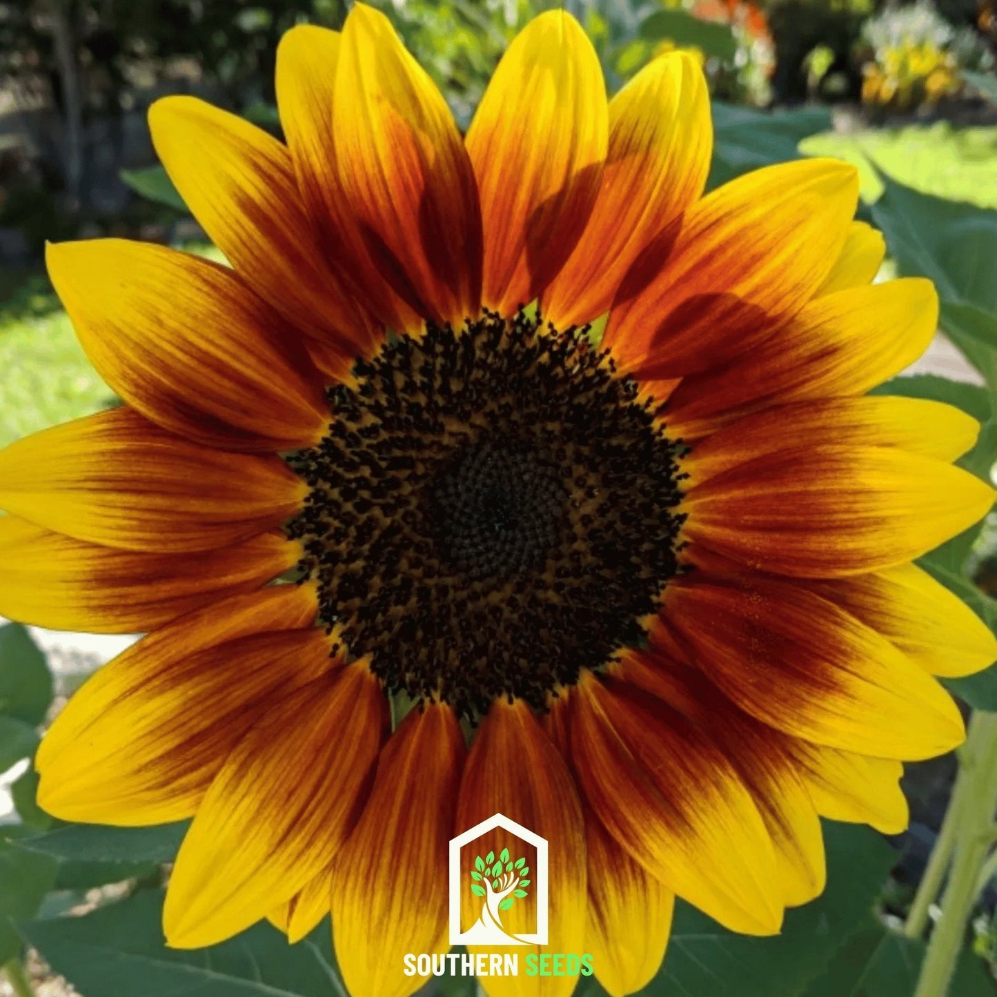 Ring of Fire Sunflower – 25 Seeds - - Seeds