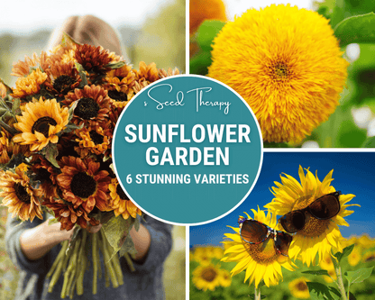Sunflower Seed Collection – 6 Varieties - - Seeds