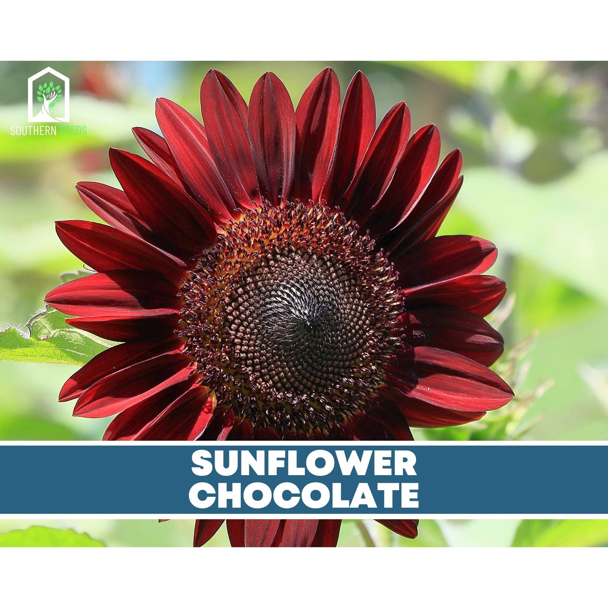 Sunflower Seed Collection – 6 Varieties - - Seeds