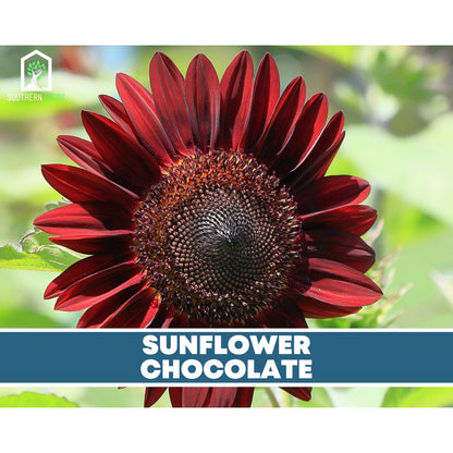 Sunflower Seed Collection – 6 Varieties - - Seeds