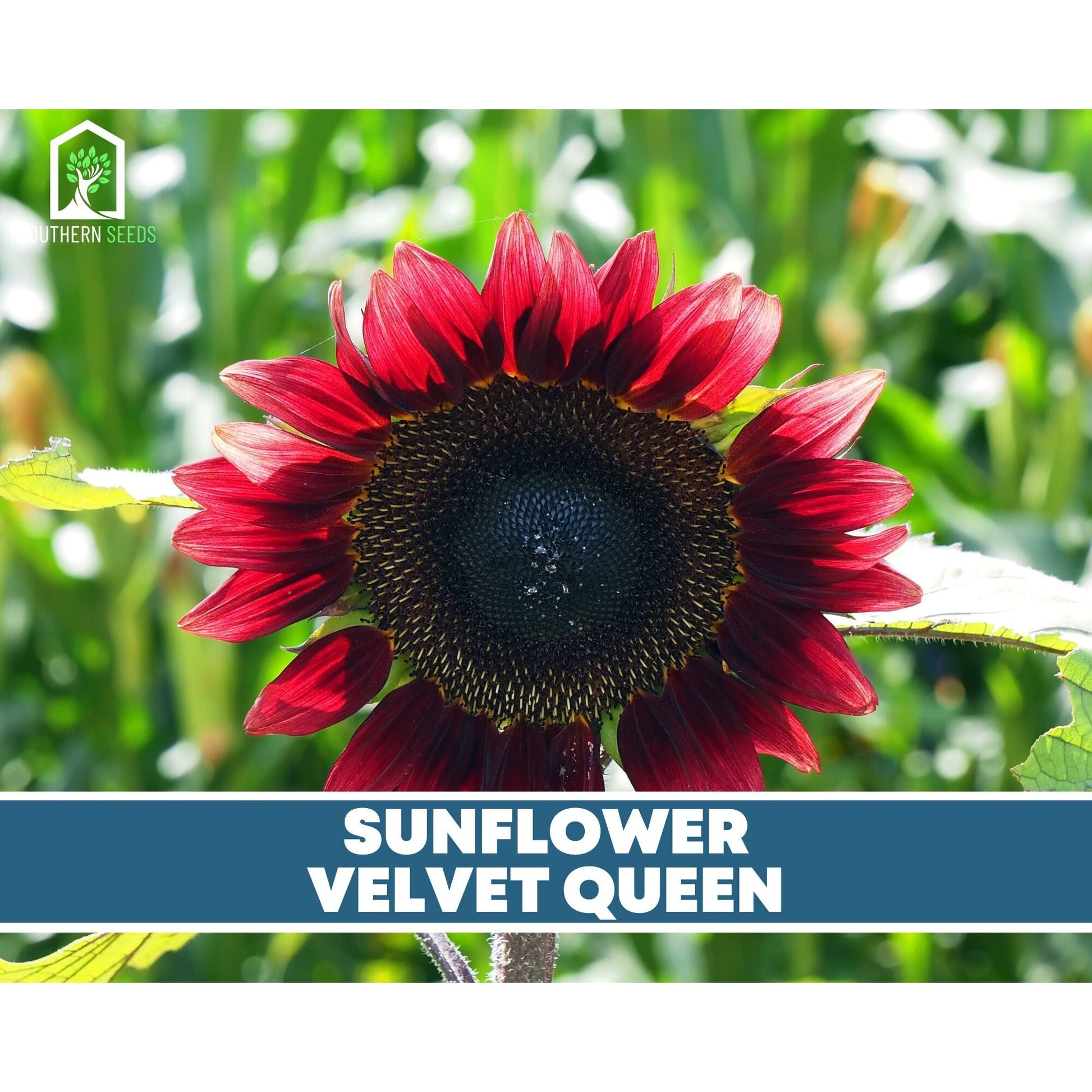 Sunflower Seed Collection – 6 Varieties - - Seeds