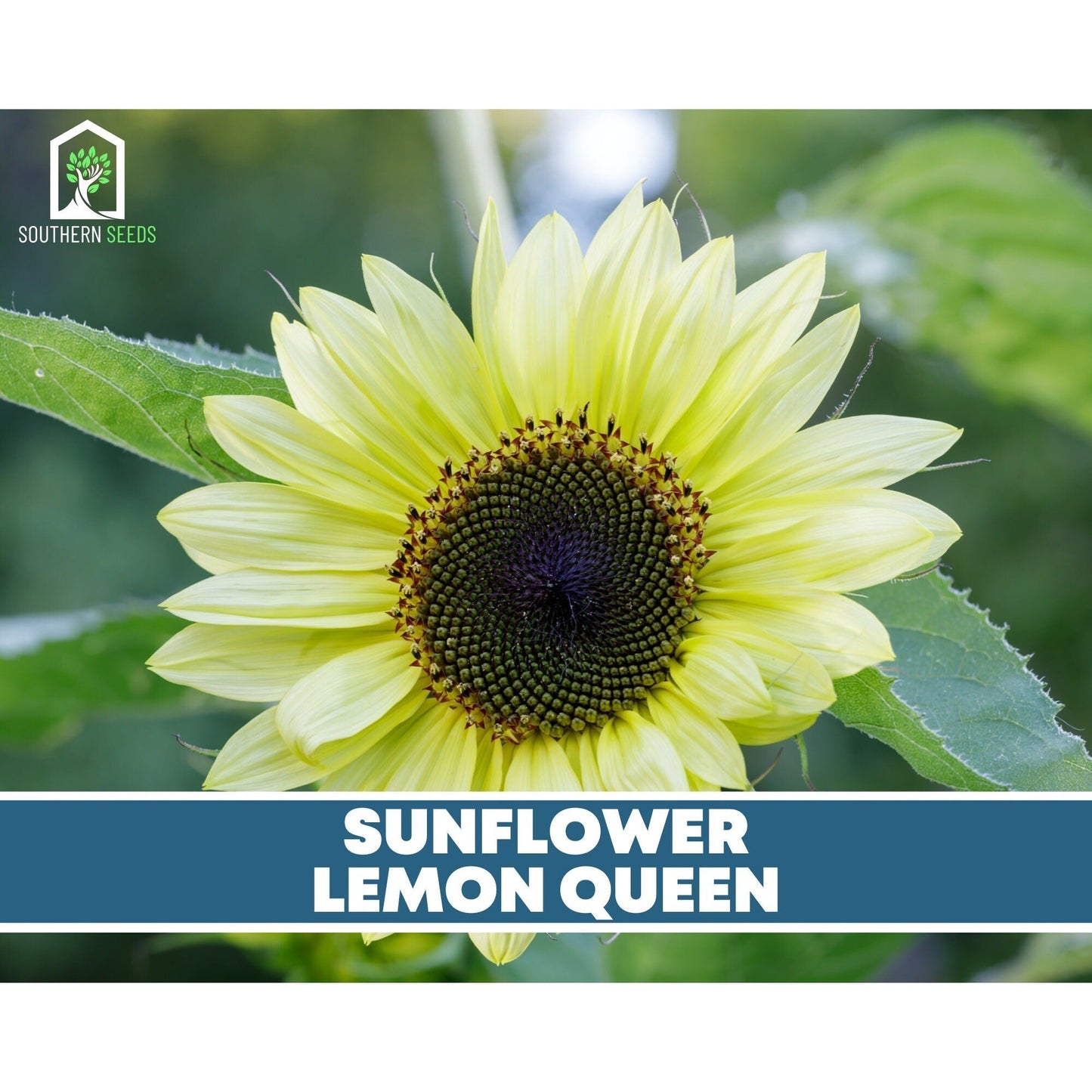 Sunflower Seed Collection – 6 Varieties - - Seeds