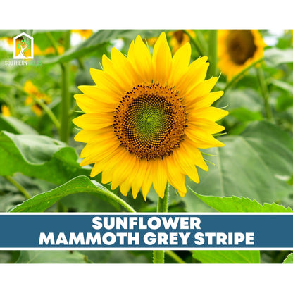 Sunflower Seed Collection – 6 Varieties - - Seeds