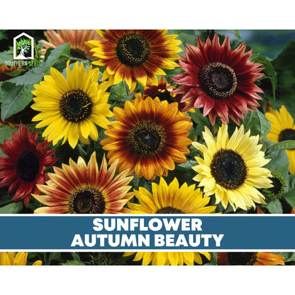 Sunflower Seed Collection – 6 Varieties - - Seeds
